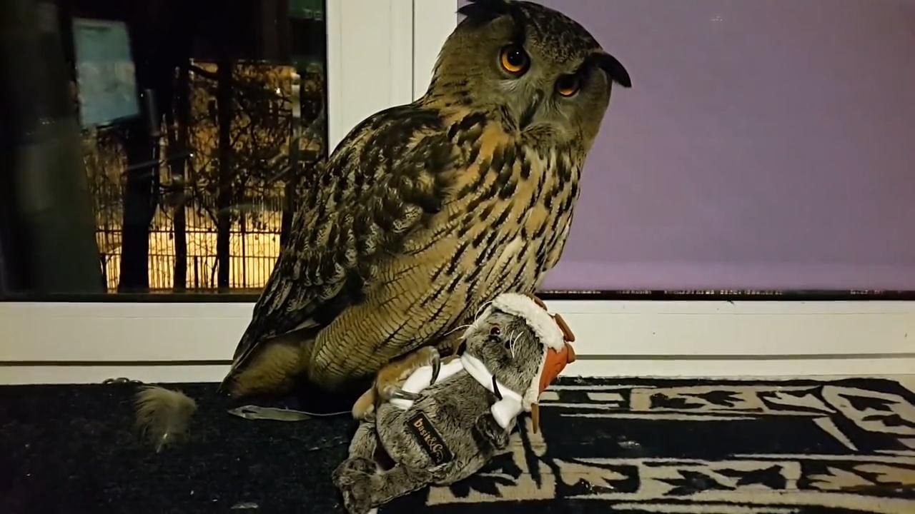 Owl caught the cat