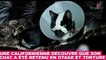 Une californienne découvre que son chat a été retenu en otage et torturé... Plus d'infos dans la minute chat #181