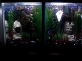Happy BETTAS!!! in a 10 gal divided tank