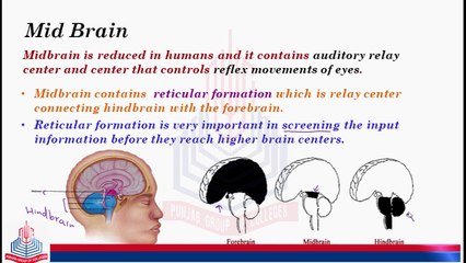 Detailed study of Midbrain & Hindbrain ( Pones & Cerebellum)