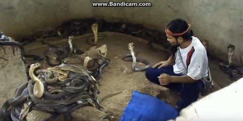 Man Selecting Cobras For Snake Show