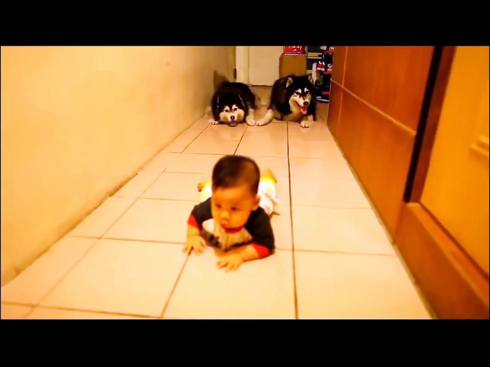 Quand vous verrez ce que font ces chiens avec ce bébé, vous ne pourrez pas résister !