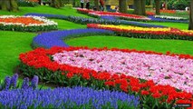 Гиацинты: 67 волшебных цветов