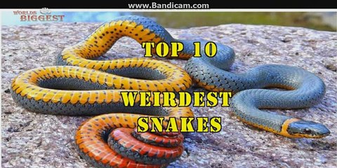 Top 10 Weirdest Snakes