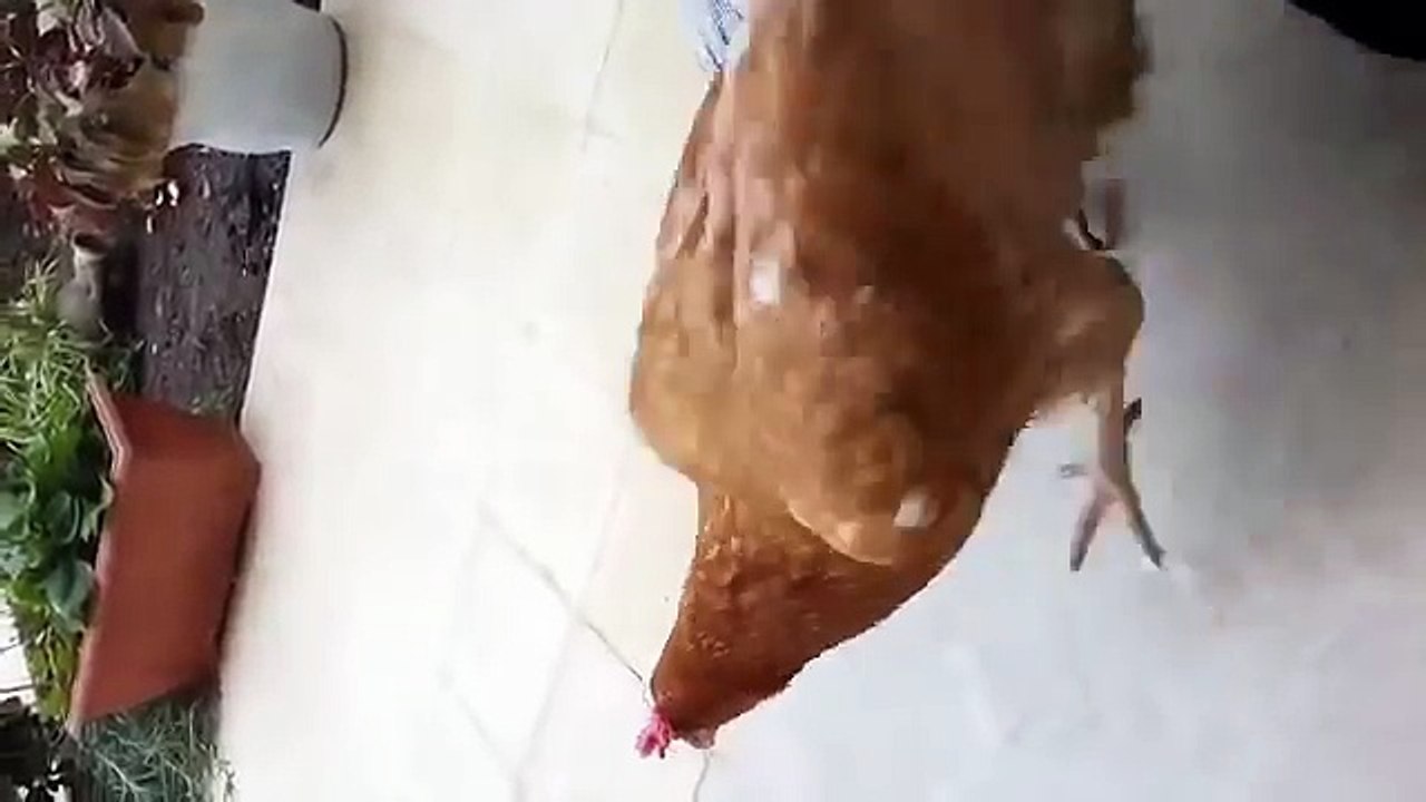 Miracle of Islam amazing Islamic video - Downloaded from youpak.com