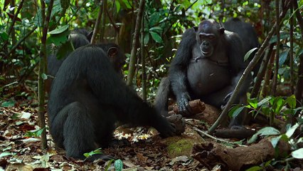 Unlocking the Cage (2016) Trailer (Documentary Movie HD)