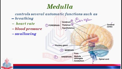Detailed study of  Hindbrain ( The Medulla ) and Spinal Cord Anatomy & Cross section