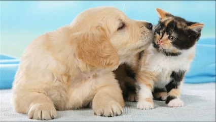Musica Para Relajar y dormir Perros & Gatos bebes -dailymotion