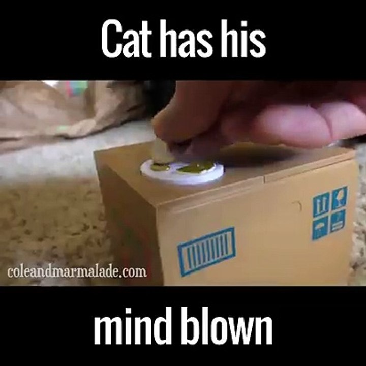 Cat Has his Mind blown