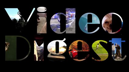 Animals Meet Laser Pointers