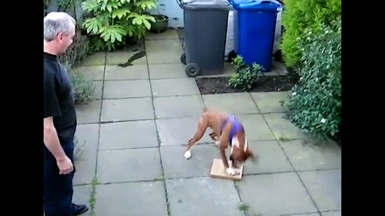 The Funniest Dog Ever