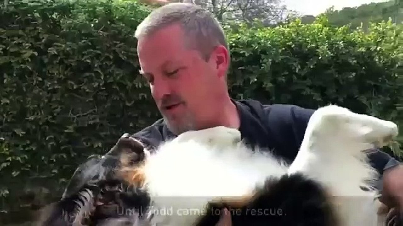 Abandonné à cause de ses deux truffes, Toby est sauvé de l’euthanasie