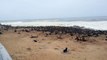 Namibia, Cape Cross, Seal Colony