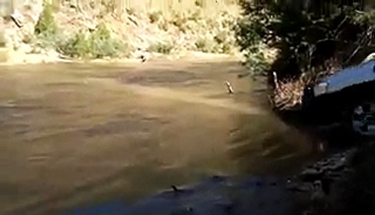 pajaro ka dariya paar karne ka dilchasp manzar, - Video Dailymotion