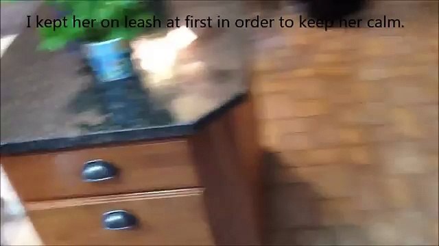 Un husky rencontre un bébé pour la première fois