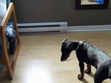 Doberman puppy meets the cat