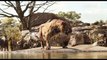 The Jungle Book ALL MOVIE CLIPS - Scarlett Johansson, Idris Elba, Ben Kingsley, Neel Sethi (World Music 720p)