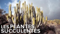 Interview : les étonnantes plantes succulentes du jardin exotique de Monaco