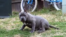 Bad Bully Kennels lil Lay Low
