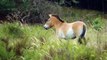 Equus ferus przewalskii