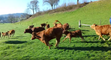 Des vaches folles de joie en retrouvant leurs pâturages font rire Internet