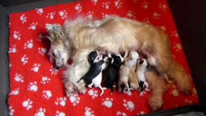 Les 8 petits gloutons ont 1 semaine