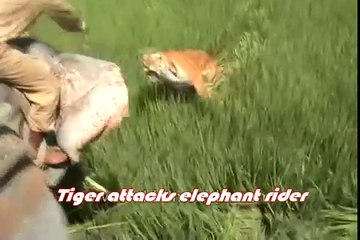 Greatest Tiger Attacks Ever Caught