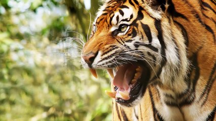 A tigris