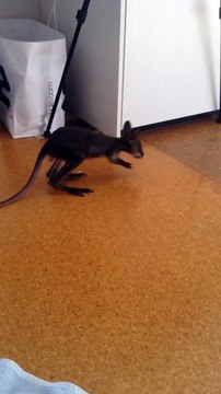 Un bébé kangourou fait ses premiers pas devant la caméra