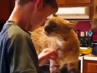 This baby Lynx showing his love dog
