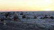 カナダ北部・ヌナブト準州のアーヴィアト村落のごみ投棄場で食べ物を漁るホッキョクグマ (Feb.24 2010)