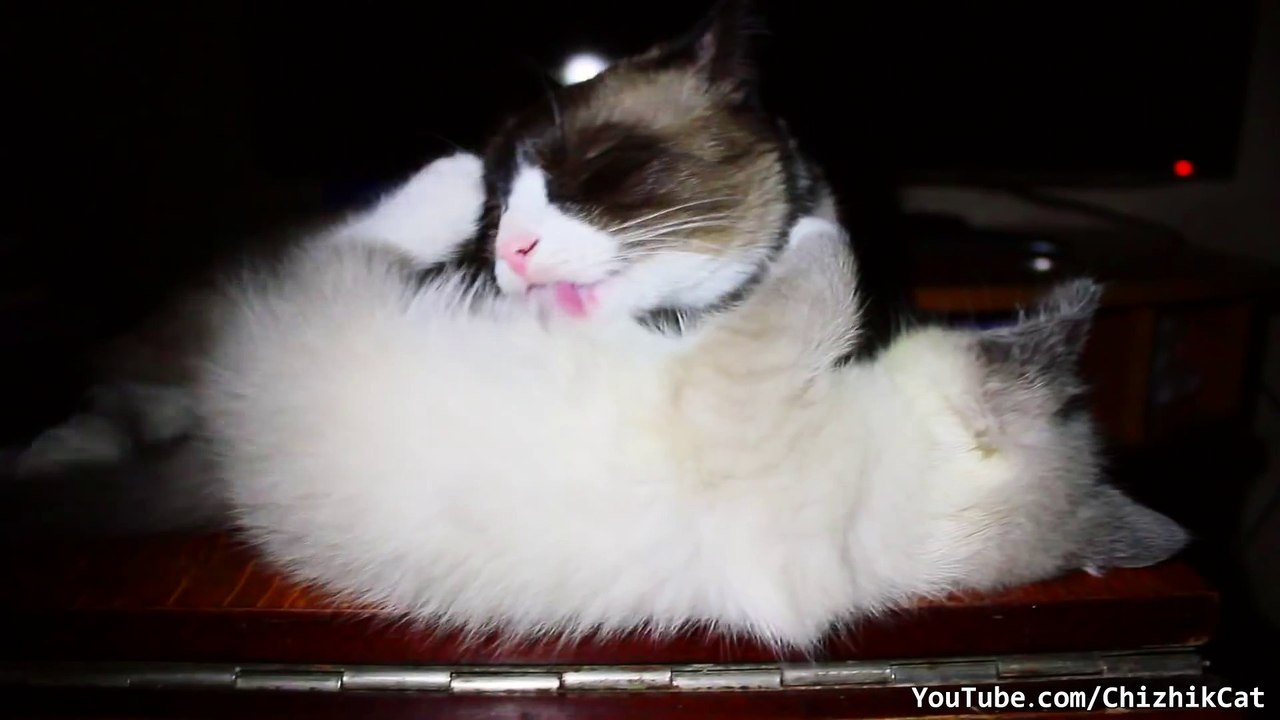 Cat Licks Kitten Off Table   Grooming Fail