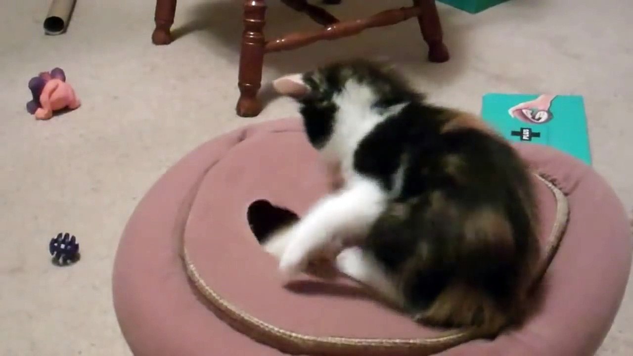 ★★MUST WATCH★Real kitty WHACK-A-MOLE!★Cutest kitten video ever! Ok cat videos for children