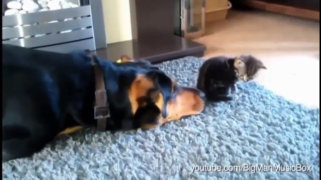 Ce chien est vraiment tenace, il veut coûte que coûte se lier d'amitié avec le chat, regardez la réaction de celui-ci