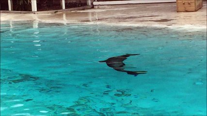 otaries zoo de la fleche