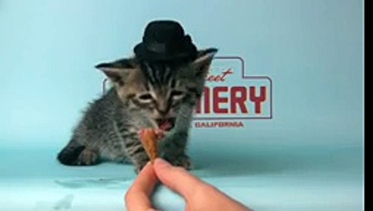 Kitten Wearing a Tiny Hat Eats a Tiny Ice-Cream Cone