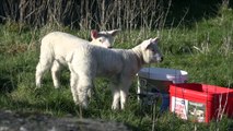 Silence of the lambs Lambs Westport