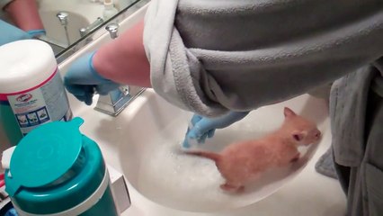 First kitten bath for bottle fed baby.