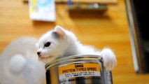 チビ太と缶 Kitten in a can