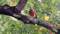 Red-shouldered Hawk hunting a caterpillar