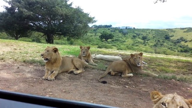 Lion Opens The Car Door Very Dangerous