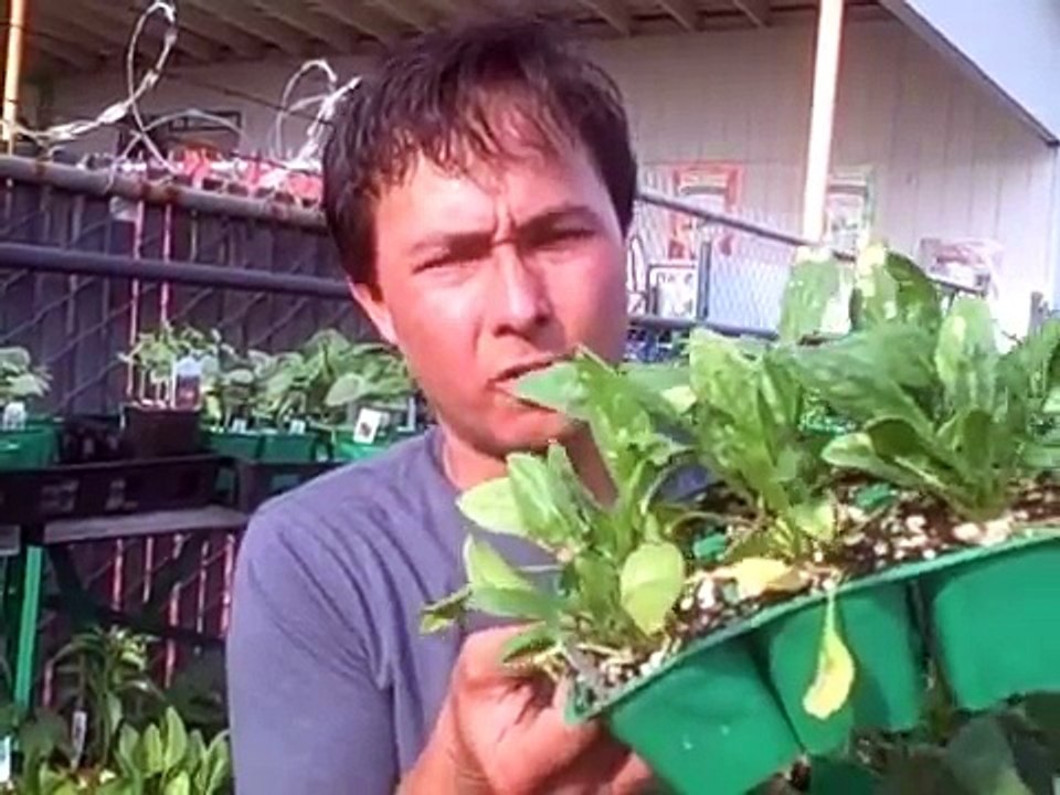 How to Build a Wheelchair Accessible Raised Garden Bed - This Old House