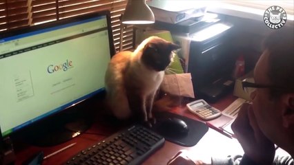 Office Pets || Funny Pet Compilation