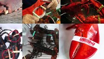 LOBSTER RETAILERS 2016 PRESENTATION 