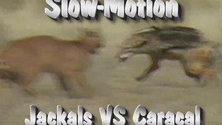 Slow-Motion-Caracal-VS-Jackals best 2016 video