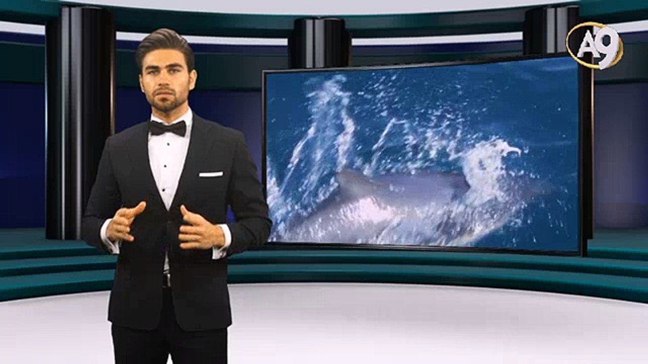 Yunuslardaki sonar sistemi