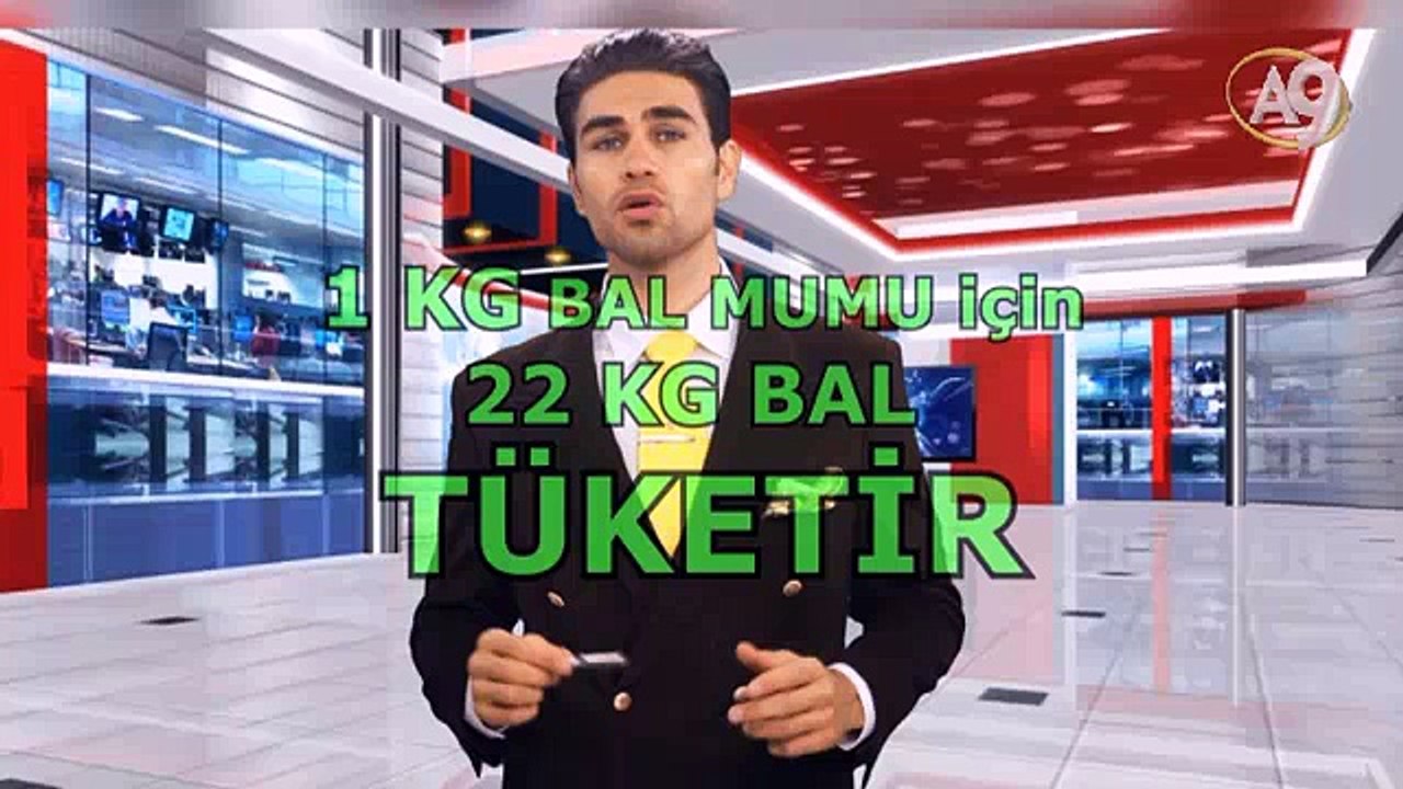 Arılar hakkında bilmedikleriniz