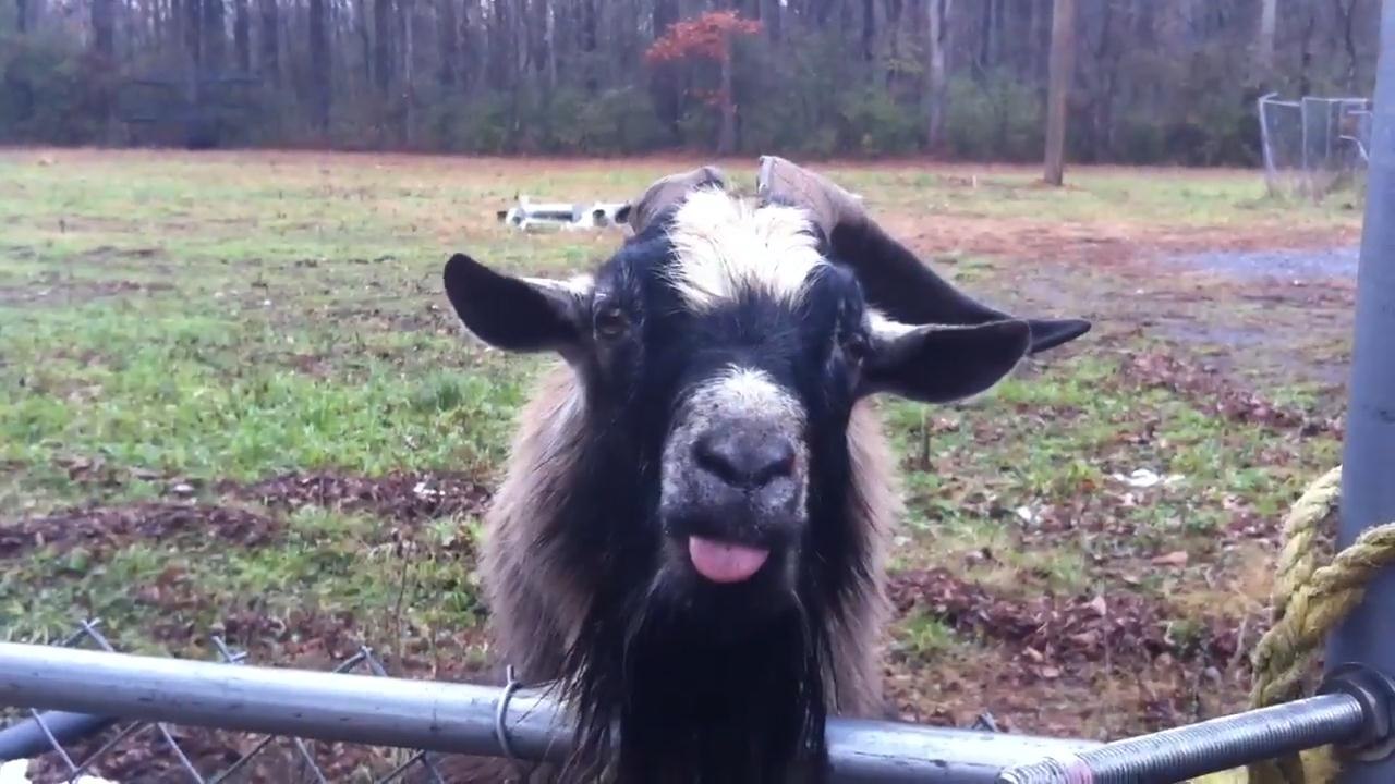 Funny Goats Compilation