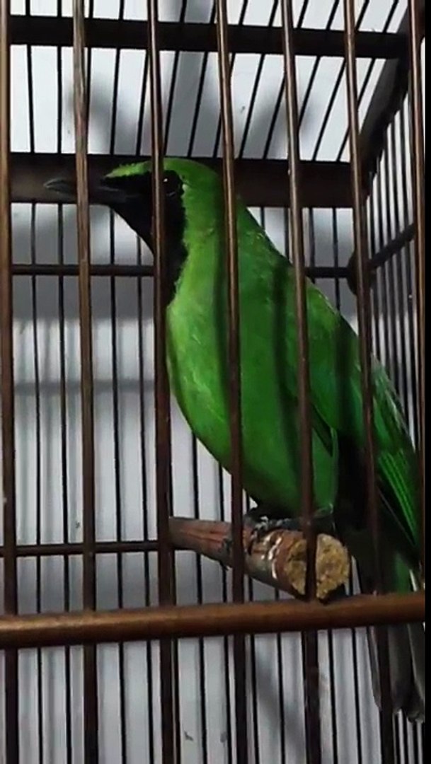 Cucak Ijo Nakula 2 Farlon Video Dailymotion