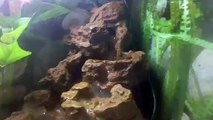 Fire belly toad setup